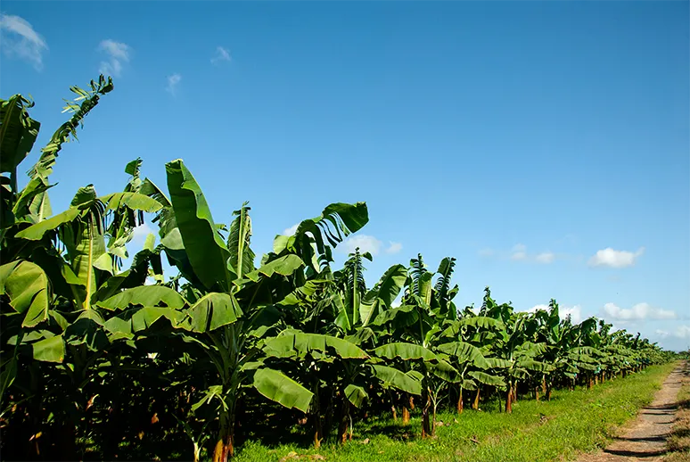 Chigorodó: Río de Guaduas